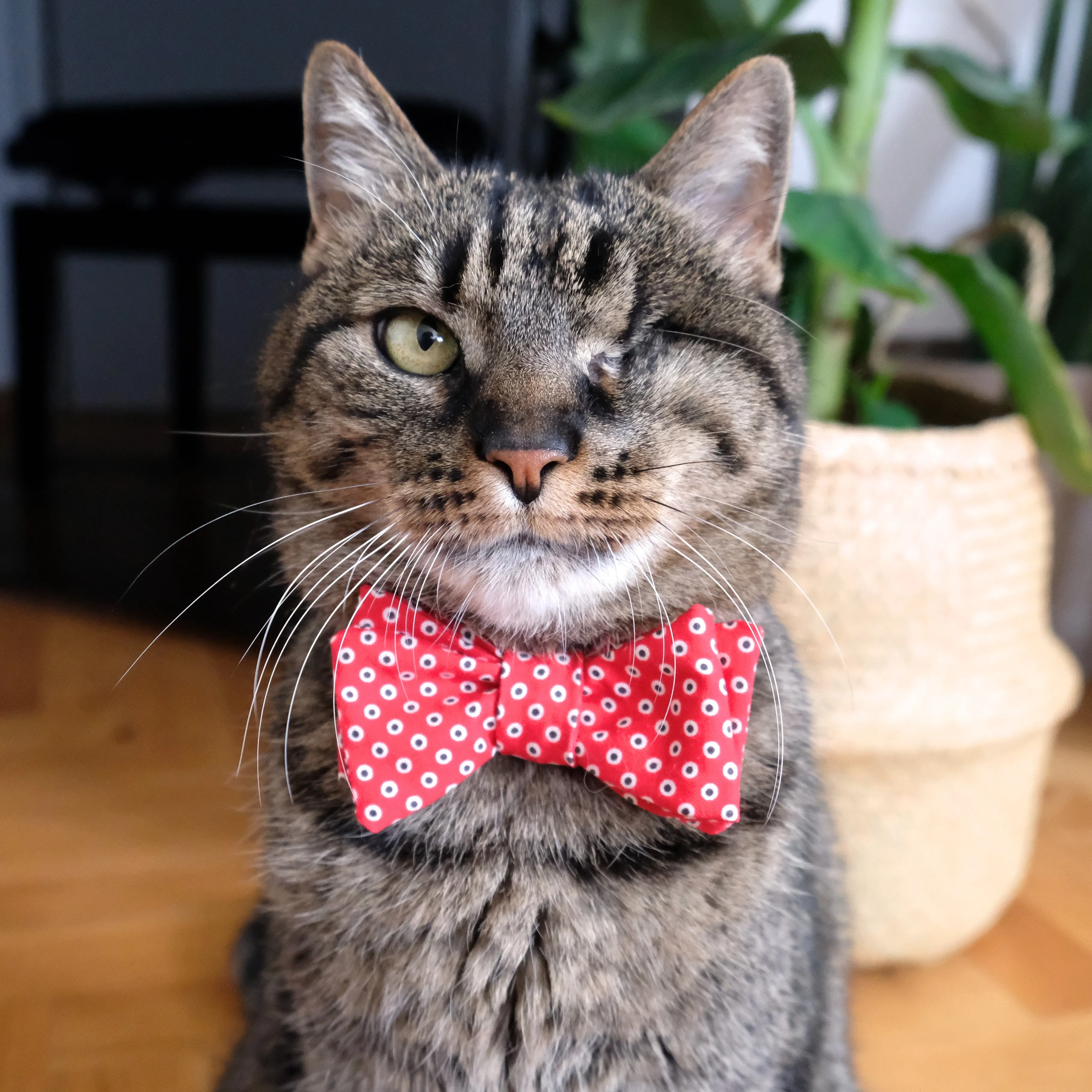 Monsieur Dot