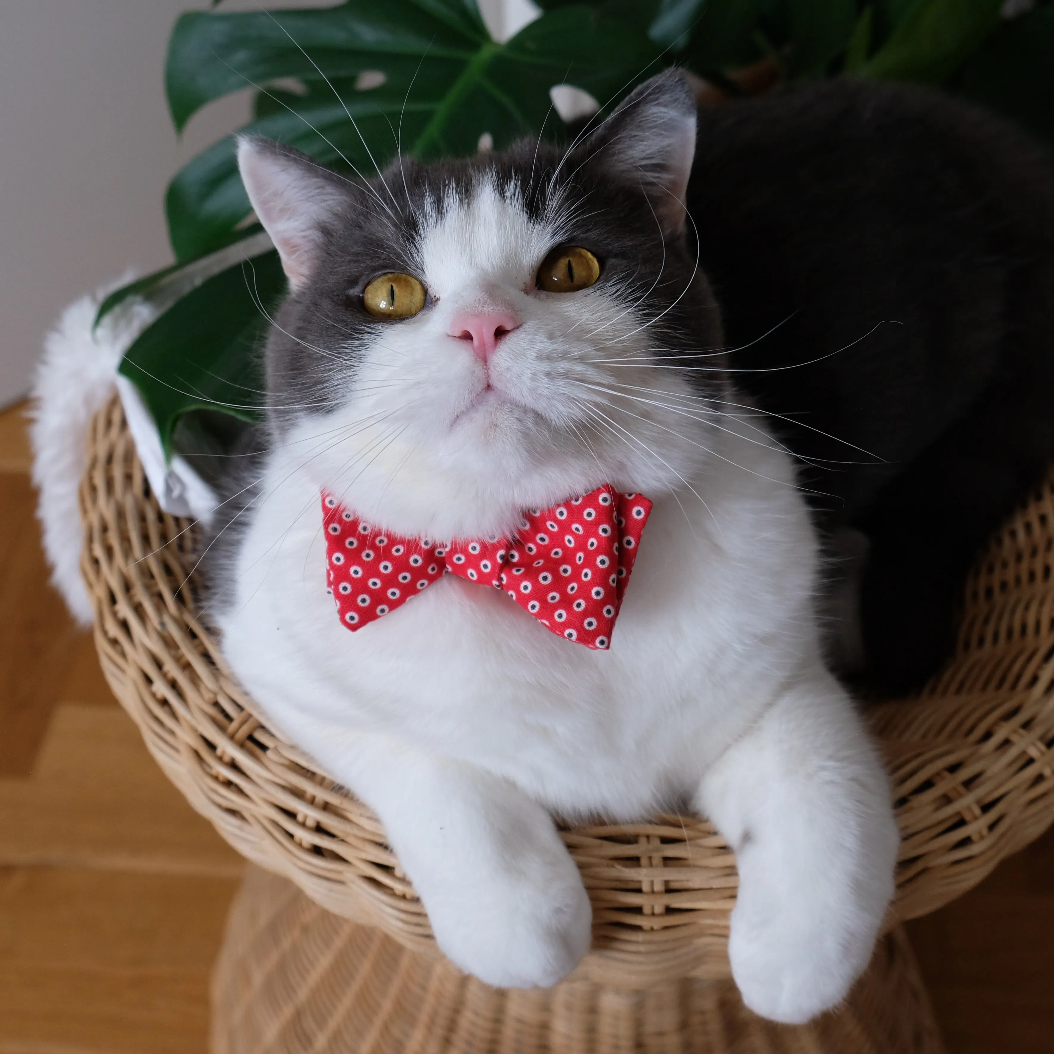 Monsieur Dot