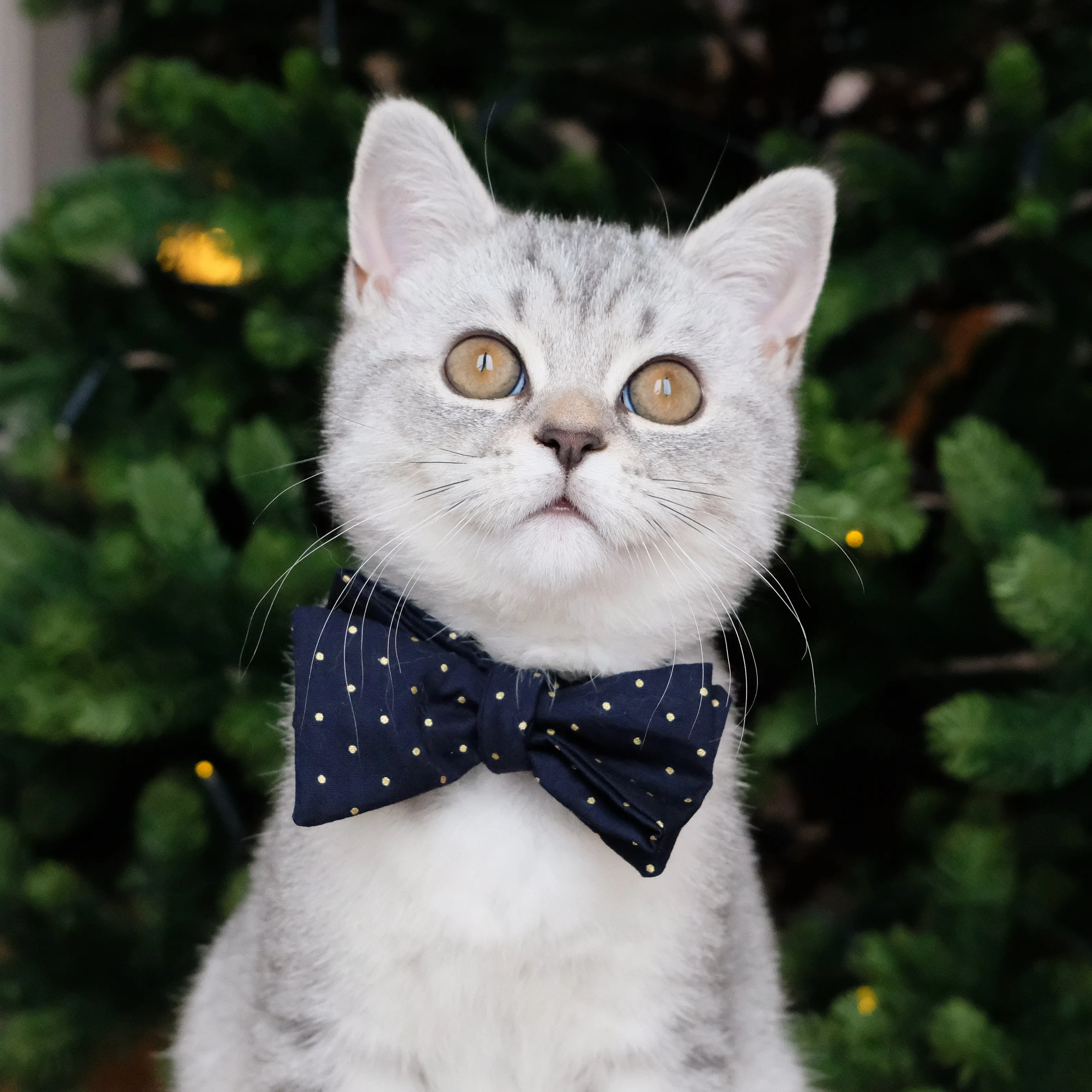 Purrfect Dots Jingle, Meow, Rock