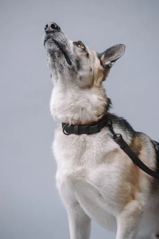 VEGAN RANGER DOG LEASH | HANDS FREE LEASH FOR YOUR PET