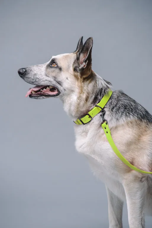 VEGAN RANGER DOG LEASH | HANDS FREE LEASH FOR YOUR PET